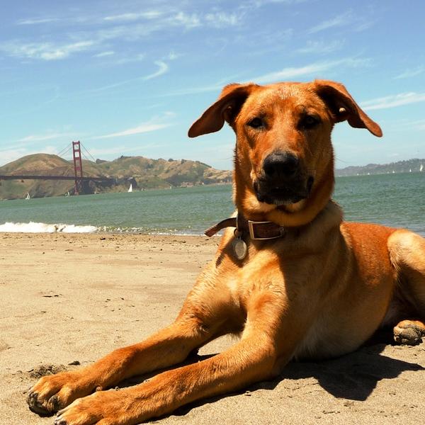 https://b-i.forbesimg.com/rent/files/2013/10/Dog-Friendly-San-Francisco.jpg